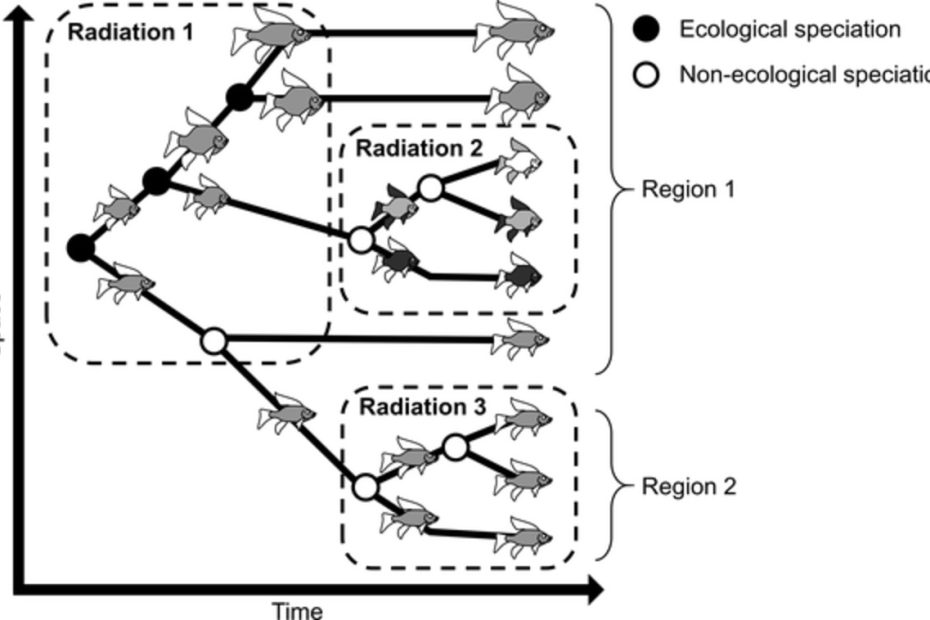 Toward a mechanism‐based classification of evolutionary radiations